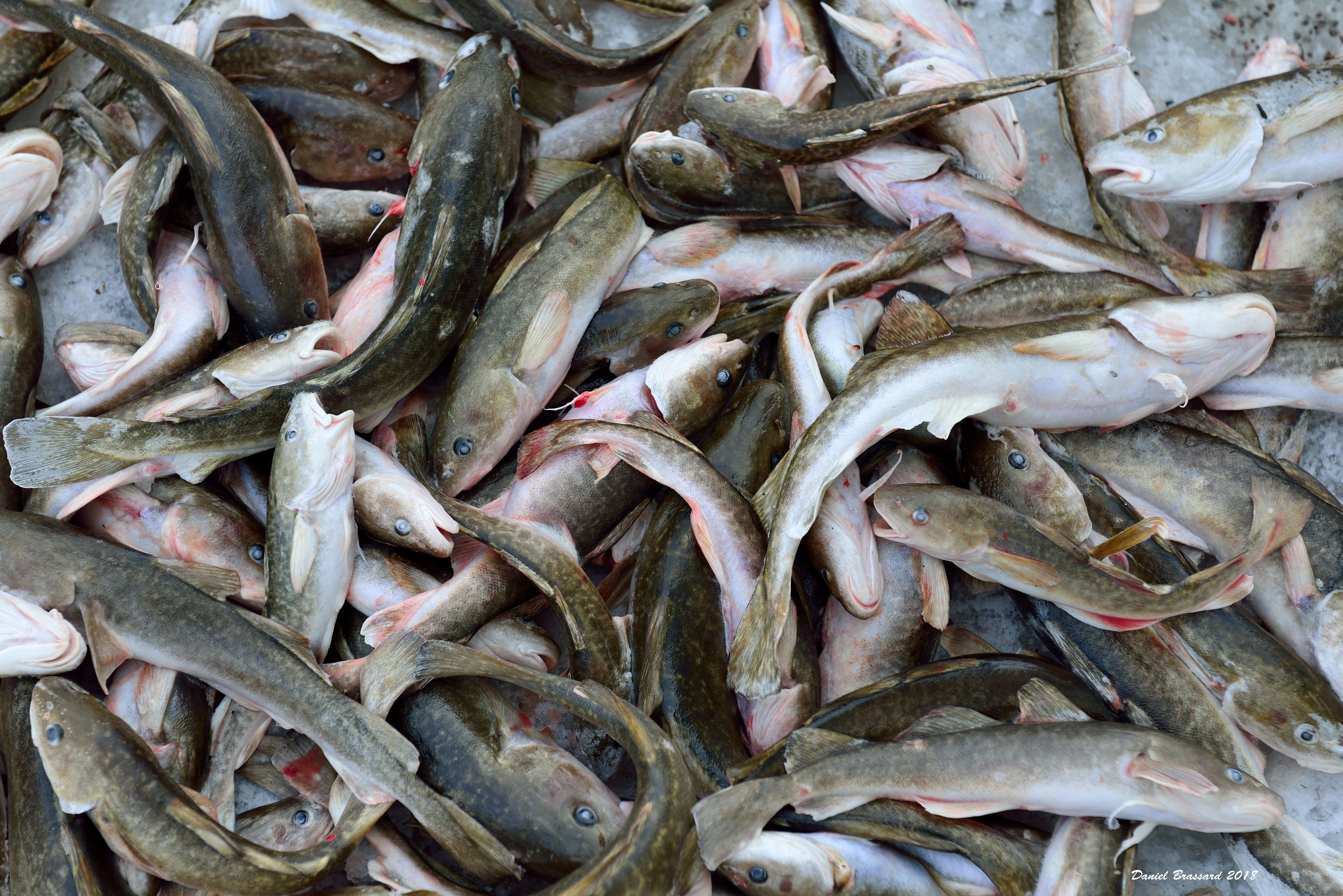 Ste-Anne-De-La-Pérade.Région de la Mauricie. MRC des chenaux, province de Québec,Canada.Village reconnu comme étant la capital mondiale du poissons des chenaux.(Poulamons).500 cabanes de pêcheur sur la rivière Ste-Anne.