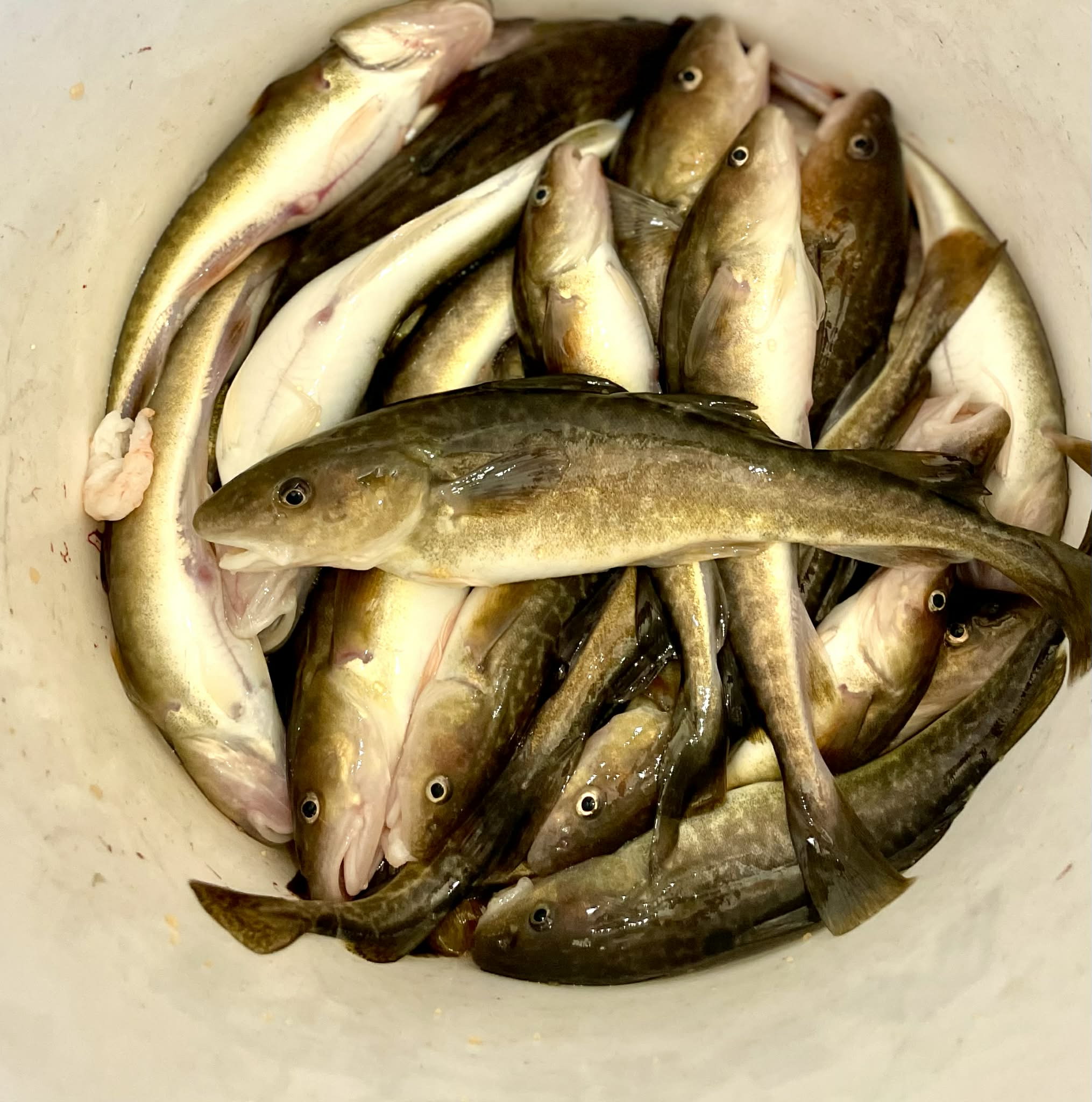 87466db6-b562-4bba-b82a-8aaa210fe5d6